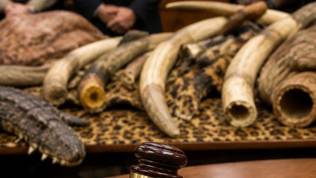 Historic Conviction Marks New Era for Wildlife Protection Efforts | cara main catur yang benar, luki
