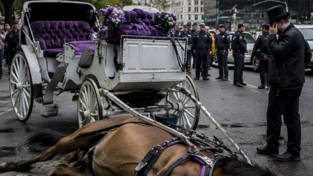 Tourist Tragedy Sparks Debate Over Horse-Drawn Carriage Rides in NYC | rtp agen878, kartu capsa onli